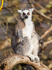 Image showing Ring-tailed lemur (Lemur catta)