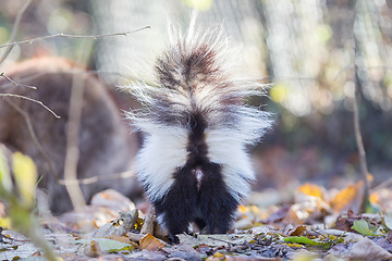 Image showing Skunk (Mephitis mephitis) in winter