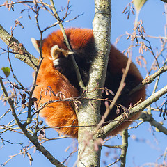 Image showing Red panda napping