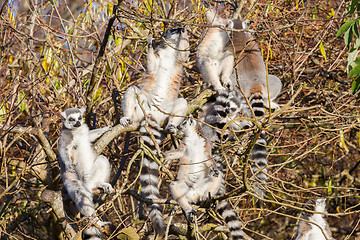 Image showing Ring-tailed lemur (Lemur catta), group in a tree