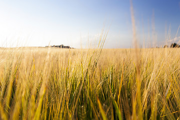 Image showing agricultural field and blue sky