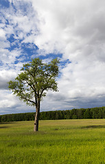 Image showing tree in the summer