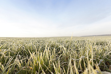 Image showing young grass plants, close-up