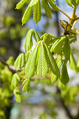 Image showing green leaves of chestnut