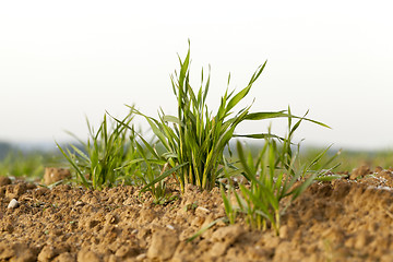 Image showing young grass plants, close-up