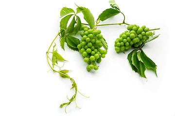 Image showing Bunch of green wild grapes