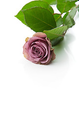 Image showing Beautiful tea rose flower