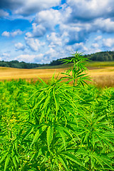 Image showing field of cannabis