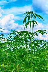 Image showing field of cannabis