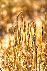 Image showing golden corn background