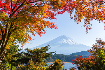 Image showing Fujisan with maple tree