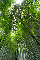 Image showing Bamboo grove