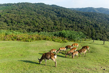 Image showing Group of deer eating grass