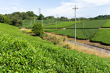 Image showing Tea plantation background