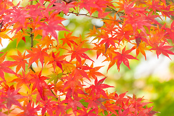 Image showing Japanese maple