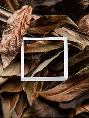 Image showing Brown leaves with white border