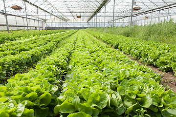 Image showing culture of organic salad in greenhouses