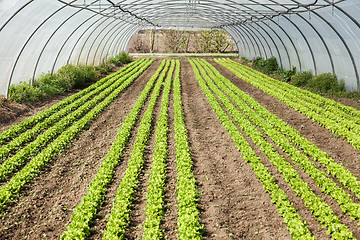 Image showing culture of organic salad in greenhouses