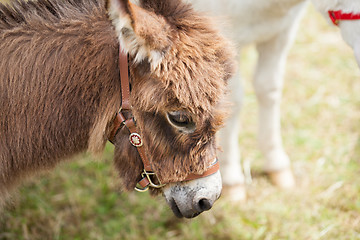 Image showing donkey