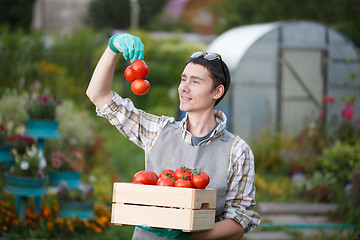 Image showing Farmer with box of tomato