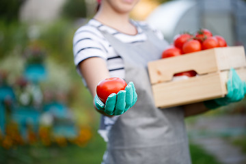 Image showing Agronomist woman with red tomatoes