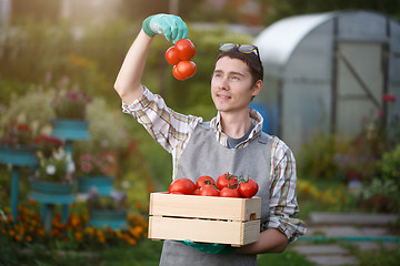 Image showing Brunette with box of tomato