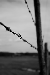 Image showing Desolate Barbed Wire