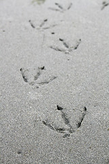 Image showing Bird Footprints