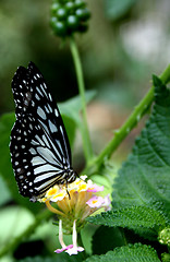 Image showing Butterfly Perching