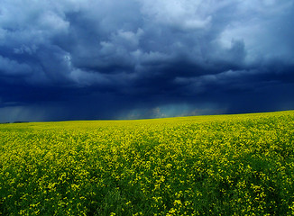 Image showing Canola with Looming Storm