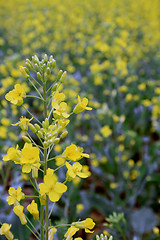 Image showing Canola Crop