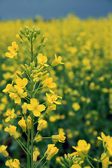 Image showing Canola Under Stormy Skies