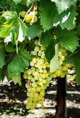 Image showing Bunch of grape in a vine