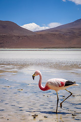 Image showing Pink flamingos in laguna Honda, sud Lipez altiplano reserva, Bol