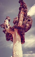 Image showing Dry giant cactus in the desert, Argentina