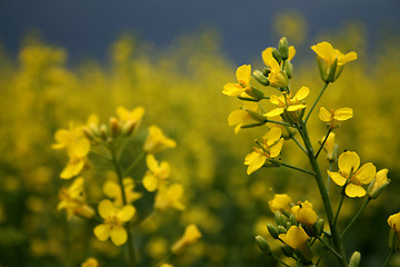 Image showing Canola Flower