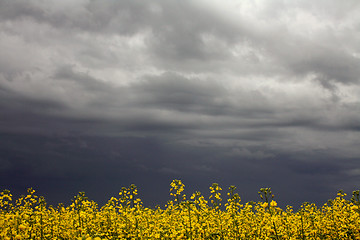Image showing Canola Beneath Storm Clouds