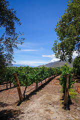 Image showing vine field in cafayate, Argentina