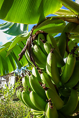Image showing Banana tree detail, easter island