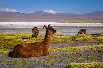 Image showing Lamas herd in Laguna colorada, sud Lipez Altiplano reserva, Boli