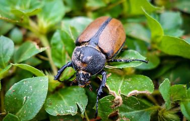 Image showing Scarab close-up view