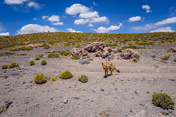 Image showing Red fox in Altiplano desert, sud Lipez reserva, Bolivia