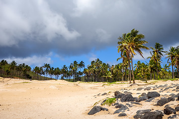 Image showing Palm trees on Anakena beach, easter island