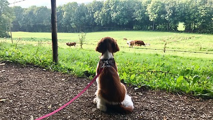 Image showing Welsh Springer Spaniel puppy on the leash