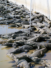 Image showing Hundreds of Crocodiles