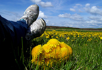 Image showing Relaxing with the Dandelions