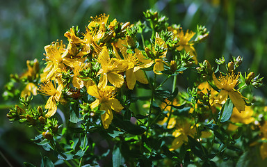 Image showing Saint John\'s Wort In Bloom