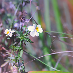 Image showing Blooming Field Violet 