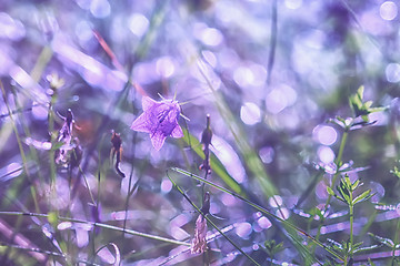 Image showing Bell Flower Light Bokeh Background