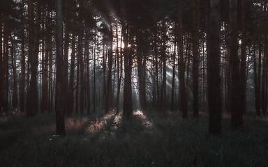 Image showing Sunrays In The Dark Pine Forest